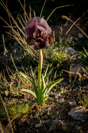 Al-Arz;Iris;Iris-Cedreti;Kaleidos;Kaleidos-images;Lebanon;Middle-East;Near-East;Proche-Orient;Tarek-Charara;Flowers;Endemic;Endangered-species;Endemic-species;Critically-endangered;Critically-endangered-species